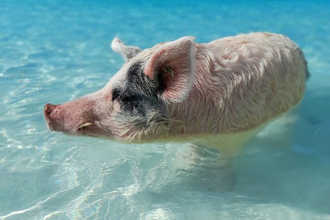 exuma-island-hopping-swimming-pigs-tour-with-lunch-from-nassau