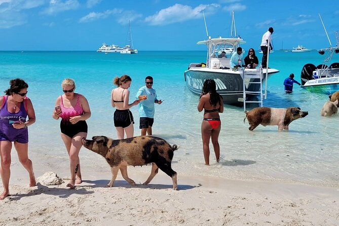 exuma-swimming-pigs-full-day-boat-tour