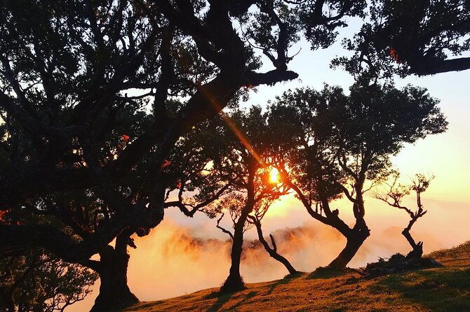 fanal-forest-private-sunset-hike
