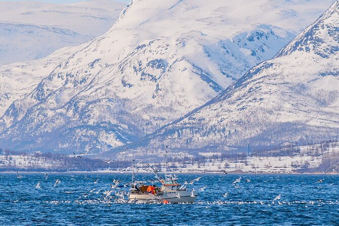 fjord-safari-in-the-altafjord