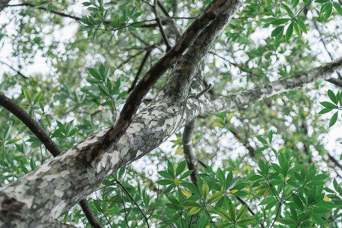 forest-therapy-in-sasaguri-town