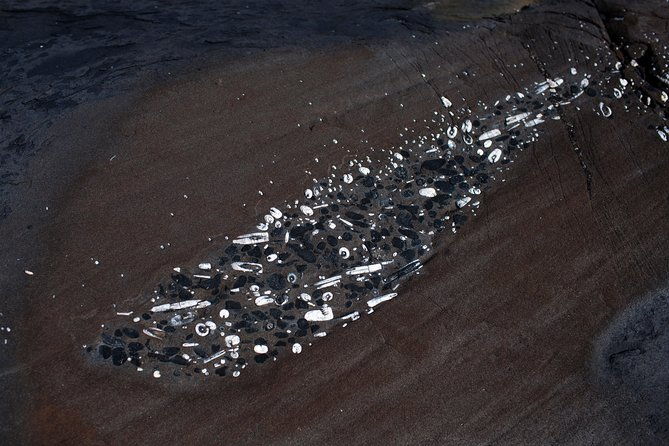 fossil-canyon-expedition