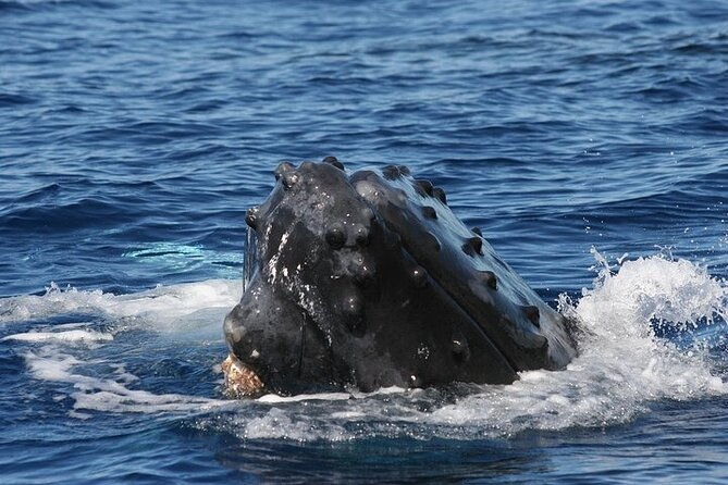 from-maalaea-harbor-sunset-whale-watch-tour-aboard-the-malolo
