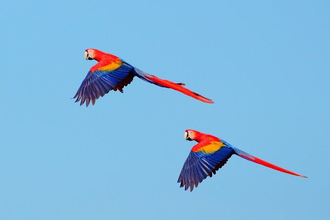 from-san-jose-carara-national-park-and-tarcoles-river-tour