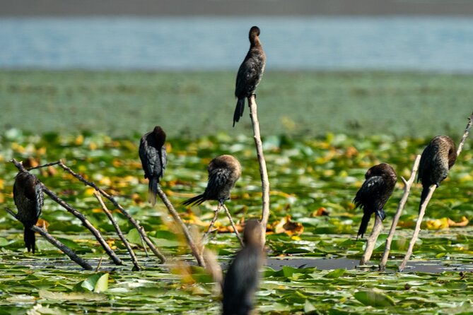 from-virpazar-birdwatching-and-photography-on-skadar-lake
