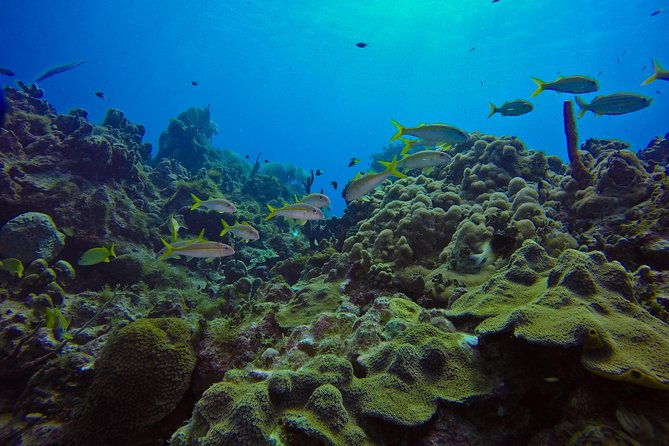 full-day-catalina-island-scuba-diving-tour-from-la-romana