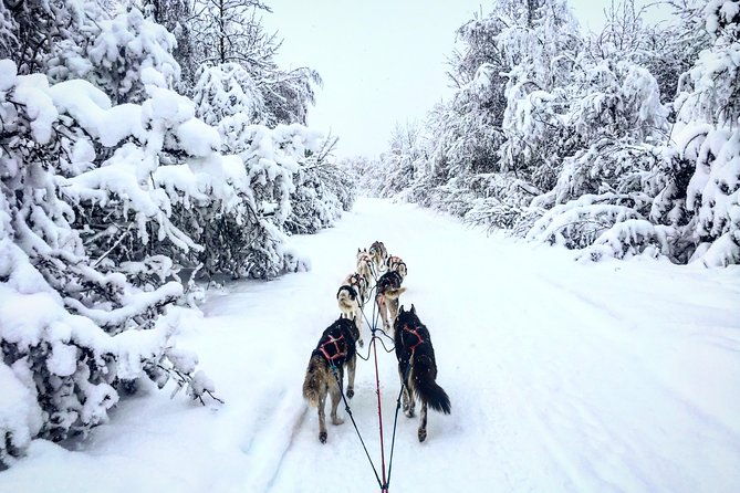 full-day-drive-your-own-dog-team-dog-sledding-tour