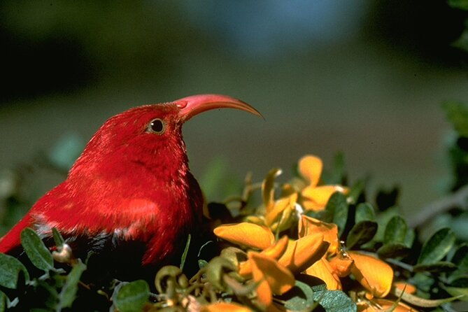 full-day-hakalau-forest-reserve-bird-watching-adventure