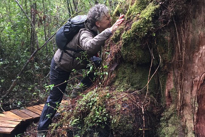 full-day-hike-alerce-andino-national-park
