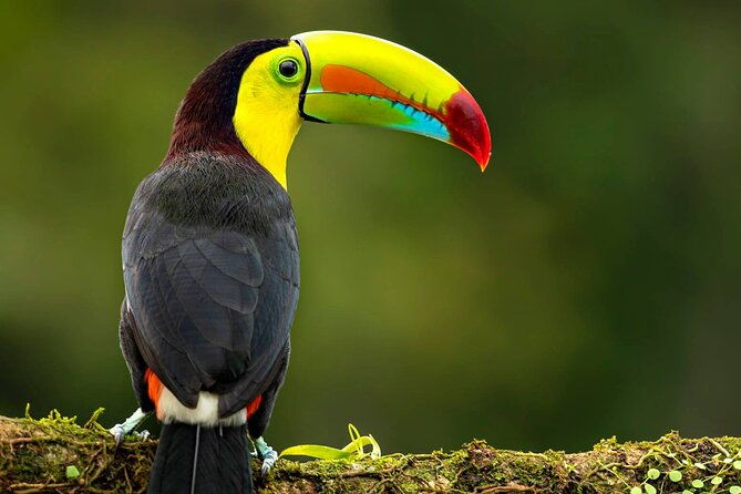 full-day-jaguar-rescue-center-and-cahuita-national-park-tour