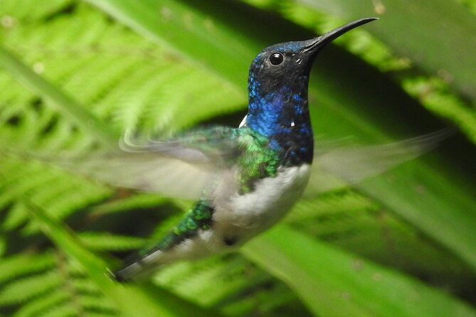 full-day-mindo-cloud-forest-tour-birdwatching-waterfalls-and-hike