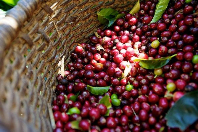 full-day-private-guatape-coffee-villa-tour-from-medellin