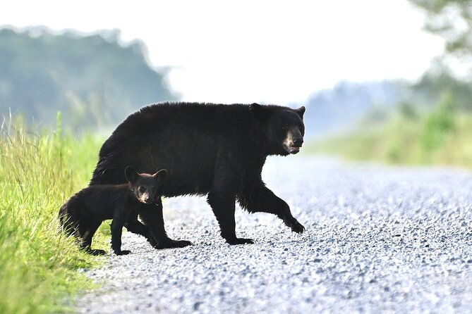 full-day-private-tour-to-alligator-river-national-wildlife-refuge
