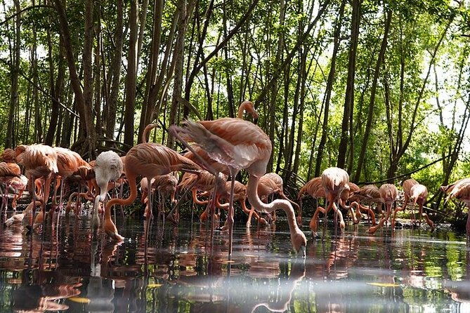 full-day-tour-baru-national-aviary-and-playa-blanca-bioluminescent-plankton
