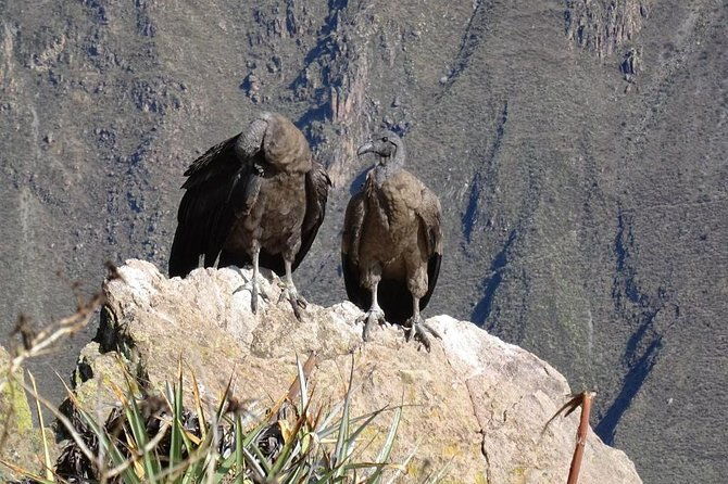 full-day-tour-including-transfer-to-puno-colca-canyon