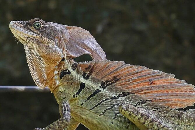 full-day-tour-manuel-antonio-national-park-from-san-jose