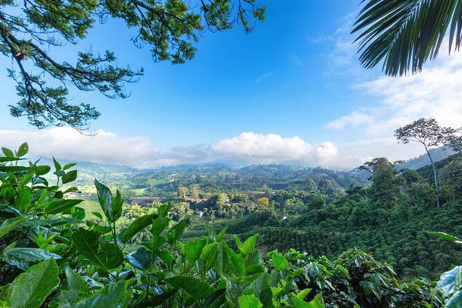 full-day-tour-of-cocora-valley-salento-and-coffee-farm-tour-from-pereira