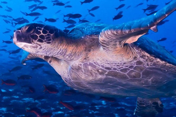 full-day-tour-pinzon-island-la-fe-las-palmas-snorkeling-fishing