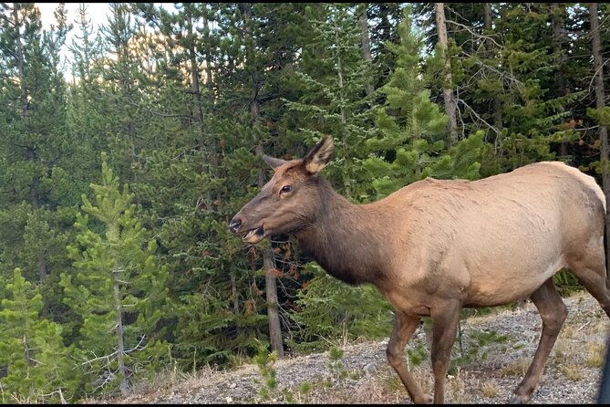 full-day-yellowstone-the-volcano-lower-loop-west-yellowstone