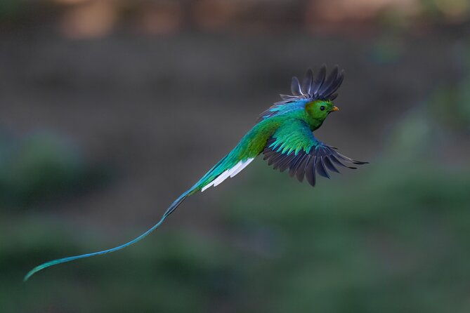 fullday-birdwatching-experience-small-groups