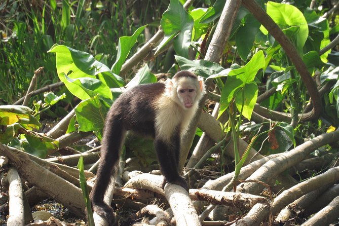gatun-lake-panama-canal-wildlife-boat-tour-and-sloth-sanctuary