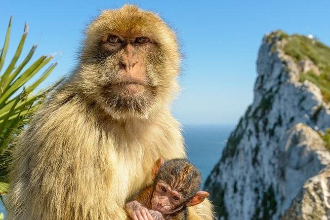 gibraltar-inside-out-standard-tour-1-45hrs-2