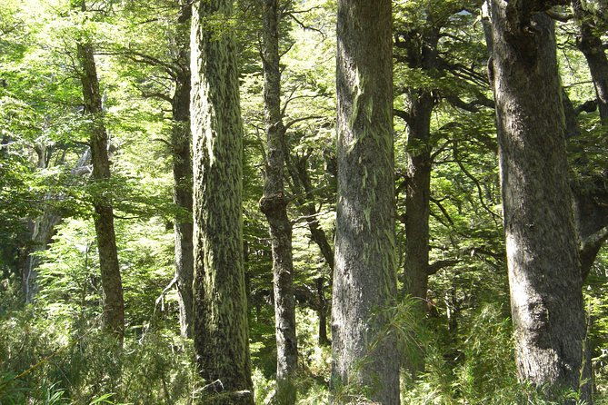 glacier-navigation-mayo-spirit-trek-3-landings-and-walk-through-the-forest