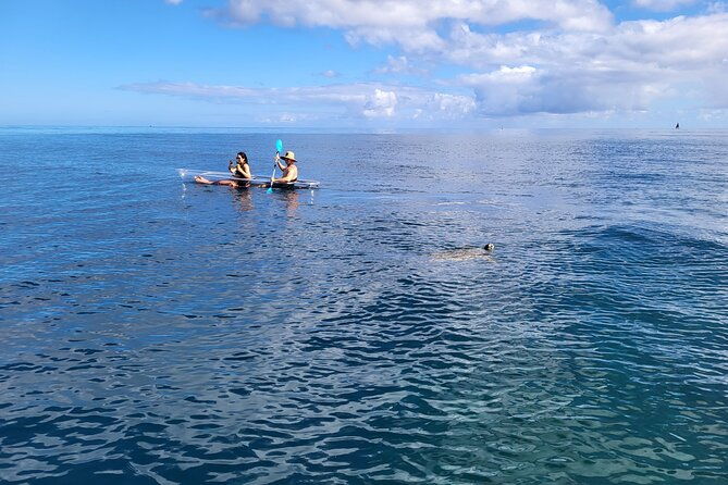 glass-bottom-kayak-guaranteed-to-see-turtles