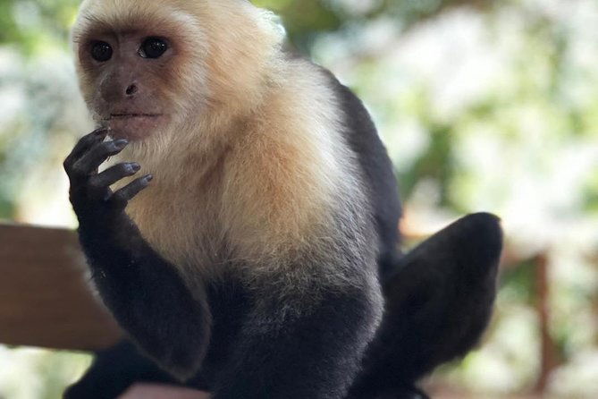 goodmans-tour-to-the-sanctuary-of-rescued-wild-animals