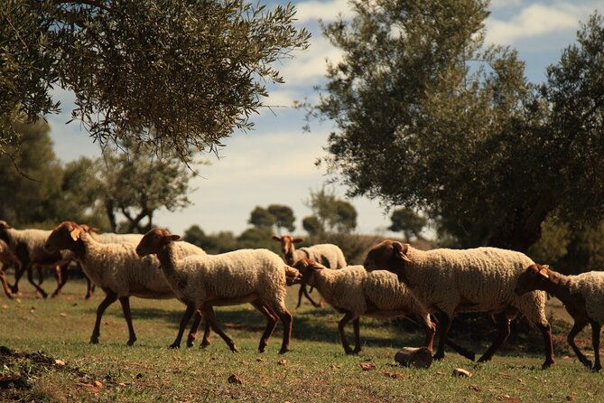granada-nature-wildlife-and-authentic-villages-e-bike-tour