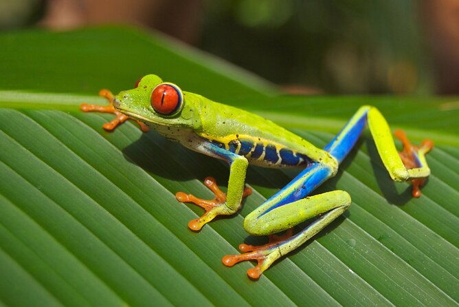 guanacaste-rainforest-safari-with-meal