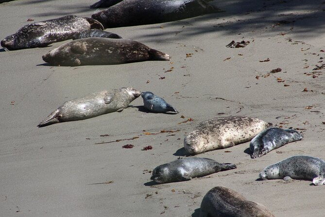 guided-2-hour-point-lobos-nature-walk