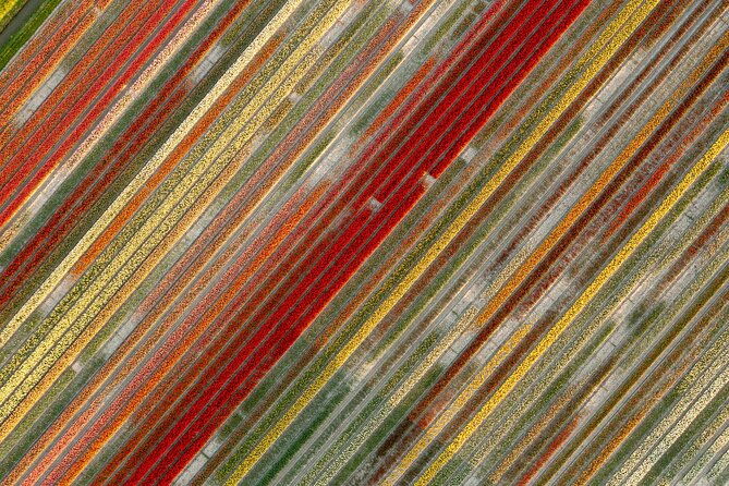 guided-bike-tour-along-the-dutch-tulip-fields-in-noord-holland-2