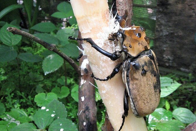 guided-butterfly-conservatory-tour-in-costa-rica