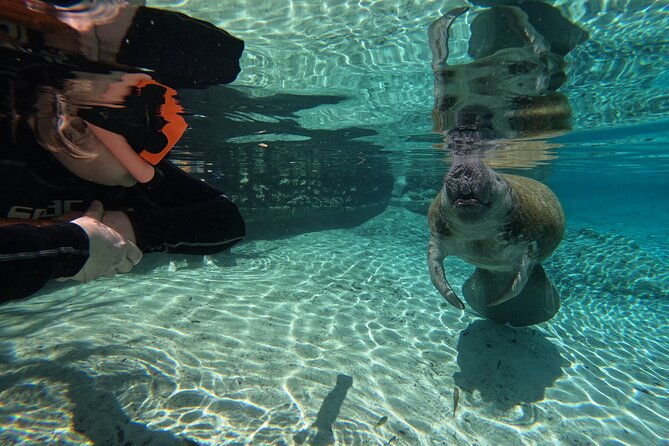 guided-crystal-river-manatee-snorkeling-tour