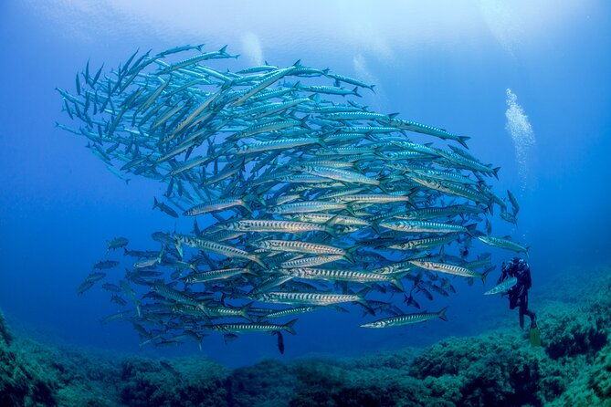 guided-diving-for-beginners-without-certification-from-sorrento