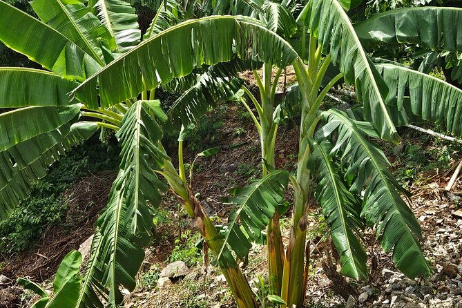 guided-farm-tour-with-local-treats-and-beach-experience