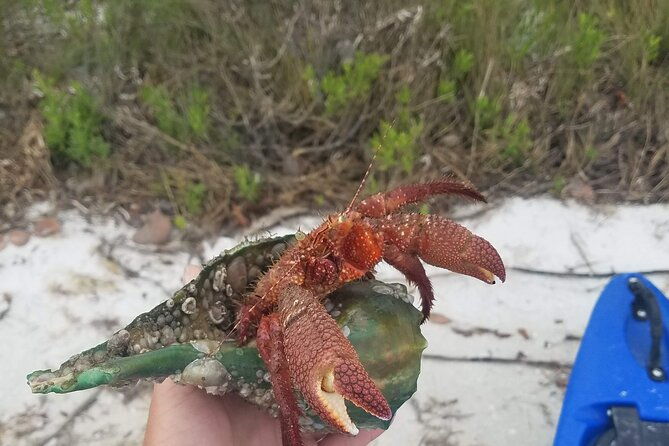 guided-kayak-ecotour-of-beautiful-shell-key-preserve