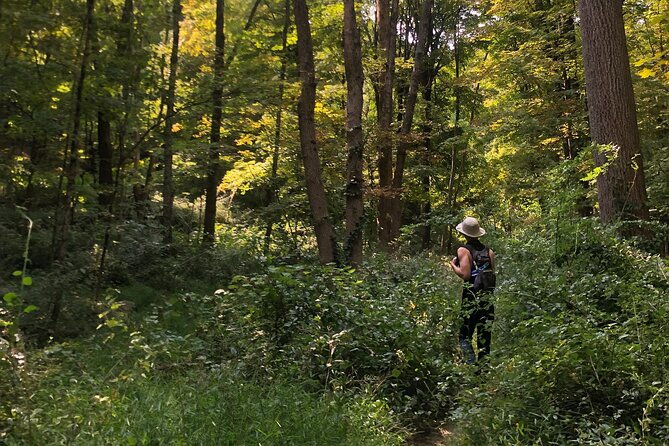 guided-shared-group-forest-bathing-session-in-serene-woodland-park