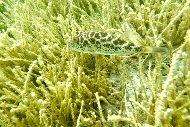 guided-snorkel-experience-free-videos-in-west-palm-beach