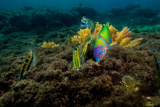 guided-snorkel-experience
