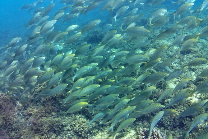 guided-snorkeling-route-in-the-strait-natural-park