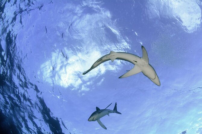guided-swimming-experience-with-sharks-in-portugal-2