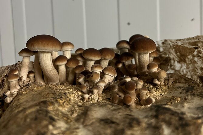 guided-tour-and-tasting-in-mushroom-cultivation