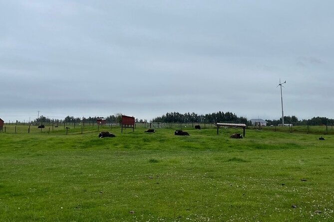 guided-tour-of-musk-ox-farm-scenic-drive-from-anchorage