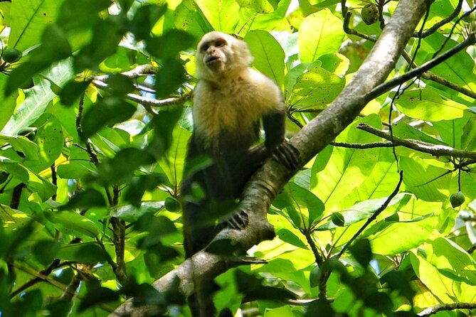guided-tour-of-the-national-park-manuel-antonio