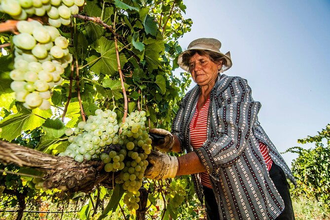 guided-visit-to-the-vineyard-with-wine-tasting