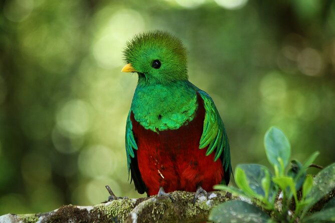 guided-walk-to-the-monteverde-cloud-forest-preserve