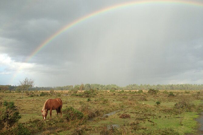 guided-walking-tour-of-new-forest-national-park-in-hampshire