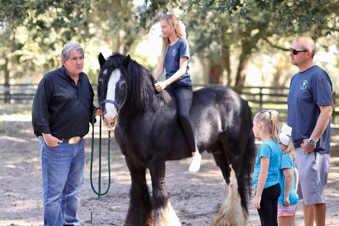 gypsy-gold-horse-farm-tour